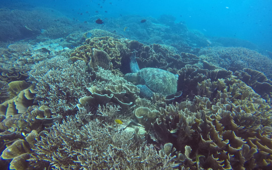 Siaba Besar (Turtle Town) | iDIVE Komodo