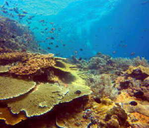coral reef pengah komodo