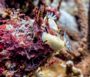 nudibranch macro life in pengah