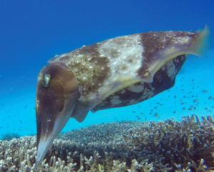 cuttlefish in miniwall