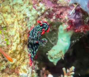 nudibranch in miniwall