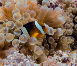 clownfish and anemones in mini wall komodo