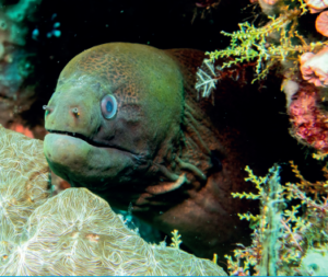 moray eel in tatawa kecil komodo