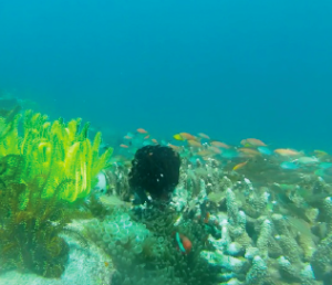 coral garden in tatawa kecil komodo