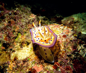 nudibranch in tatawa kecil komodo