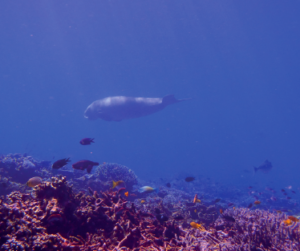 dugong in siaba kecil komodo