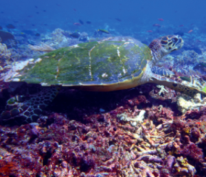 turtles in siaba kecil