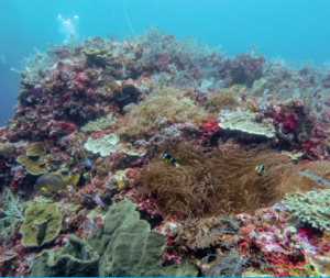 coral in police corner komodo