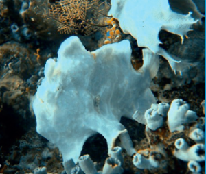 frogfish in police corner komodo