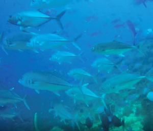 schooling fishes in police corner komodo