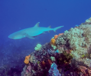 shark in crystal rock north of komodo