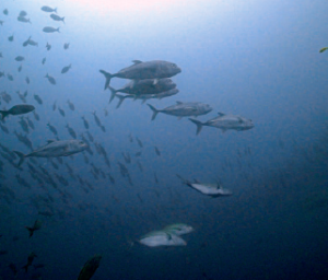 schooling trevallies in crystal rock north of komodo