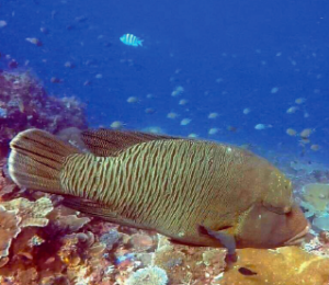 napoleon wrasse in crystal rock north of komodo