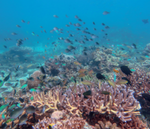 corals and fishes in cauldron shotgun north of komodo