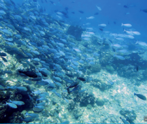 schooling fishes in north komodo castle rock