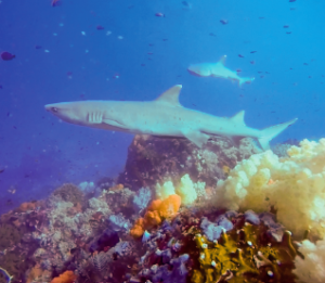 sharks in castle rock north of komodo