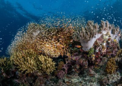 WhatsApp Image 2025-08-09 at 1.23.13 PM