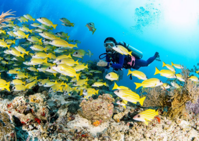 Maldives Central 2026 - Ani