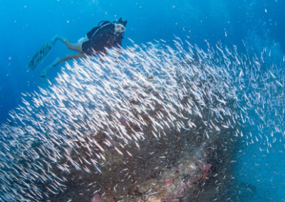 Maldives Central Wreck Marcia